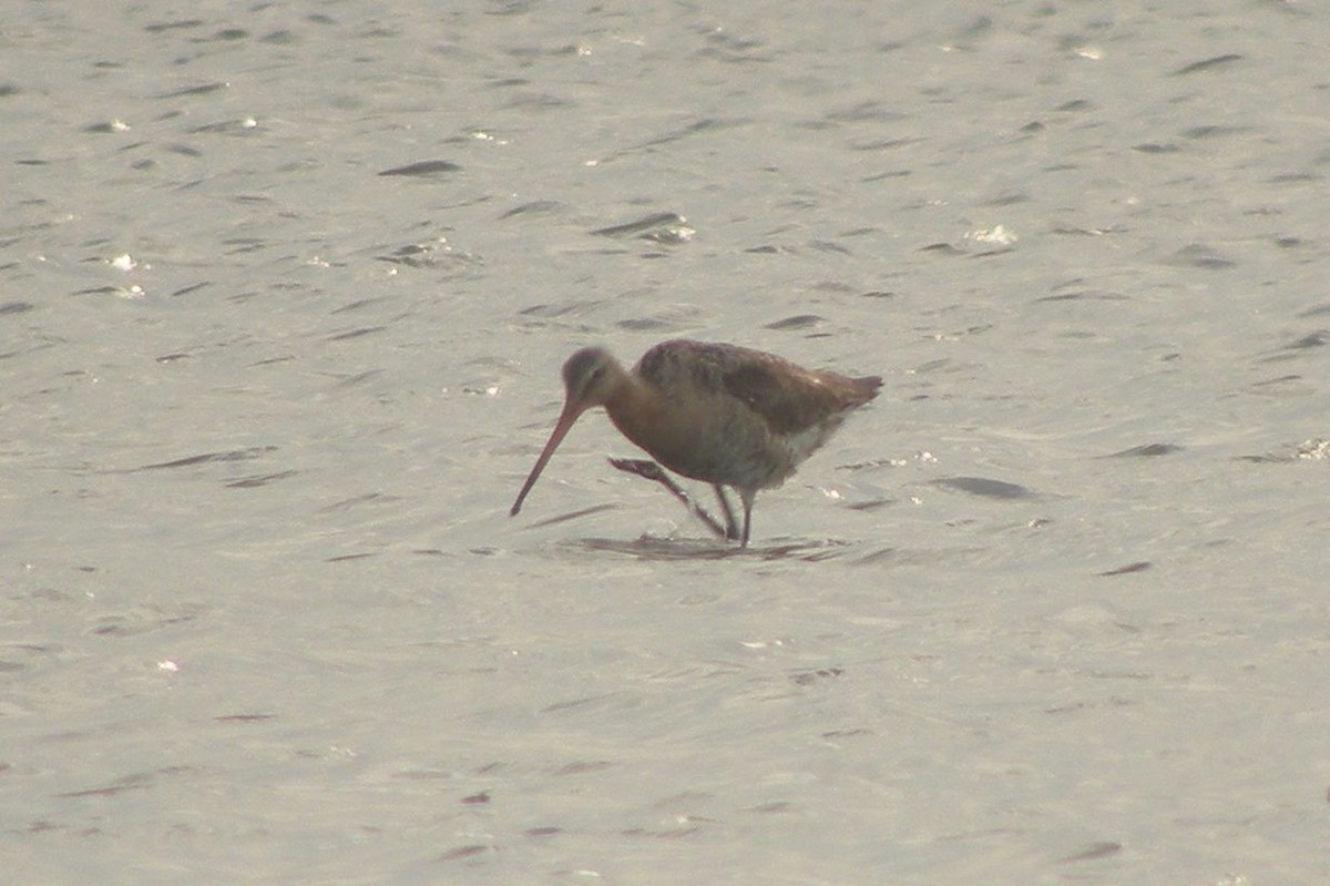 Black-tailed Godwit - ML219428041