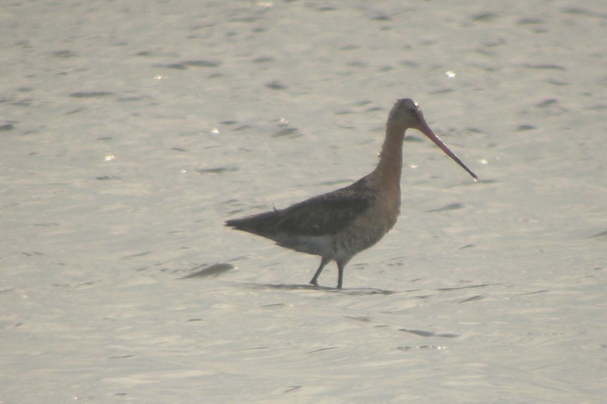 Black-tailed Godwit - ML219428051