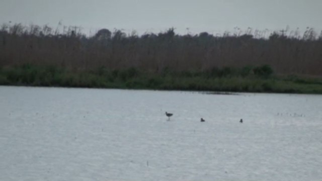Black-tailed Godwit - ML219428061