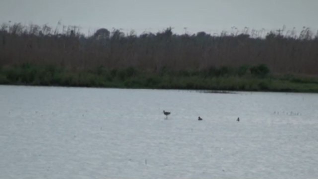 Black-tailed Godwit - ML219428061