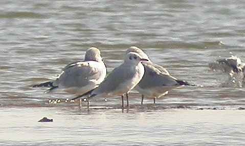 Black-headed Gull - ML219431561