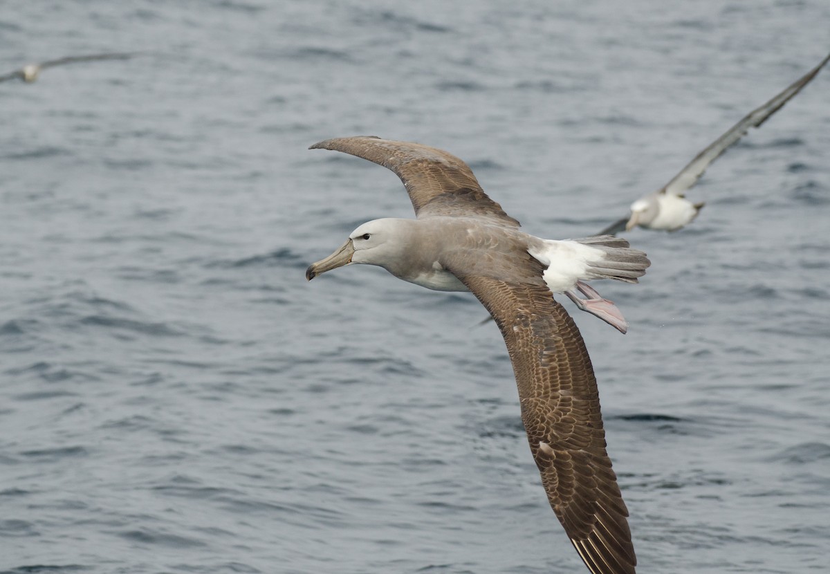 albatros snarský - ML219433571
