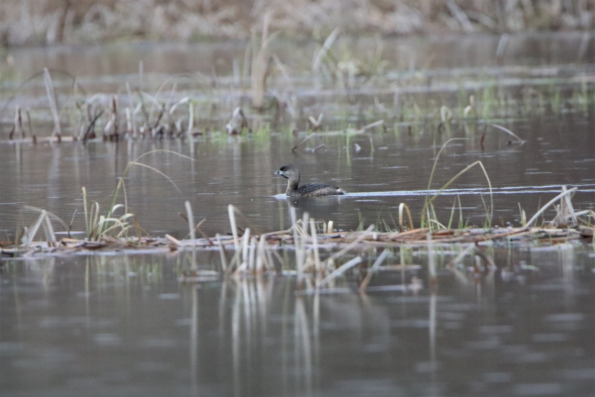 Pied-billed Grebe - ML219435831