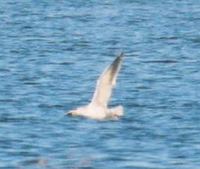 Gaviota de Kamchatka - ML219437031