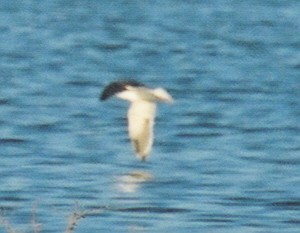 Slaty-backed Gull - ML219437041