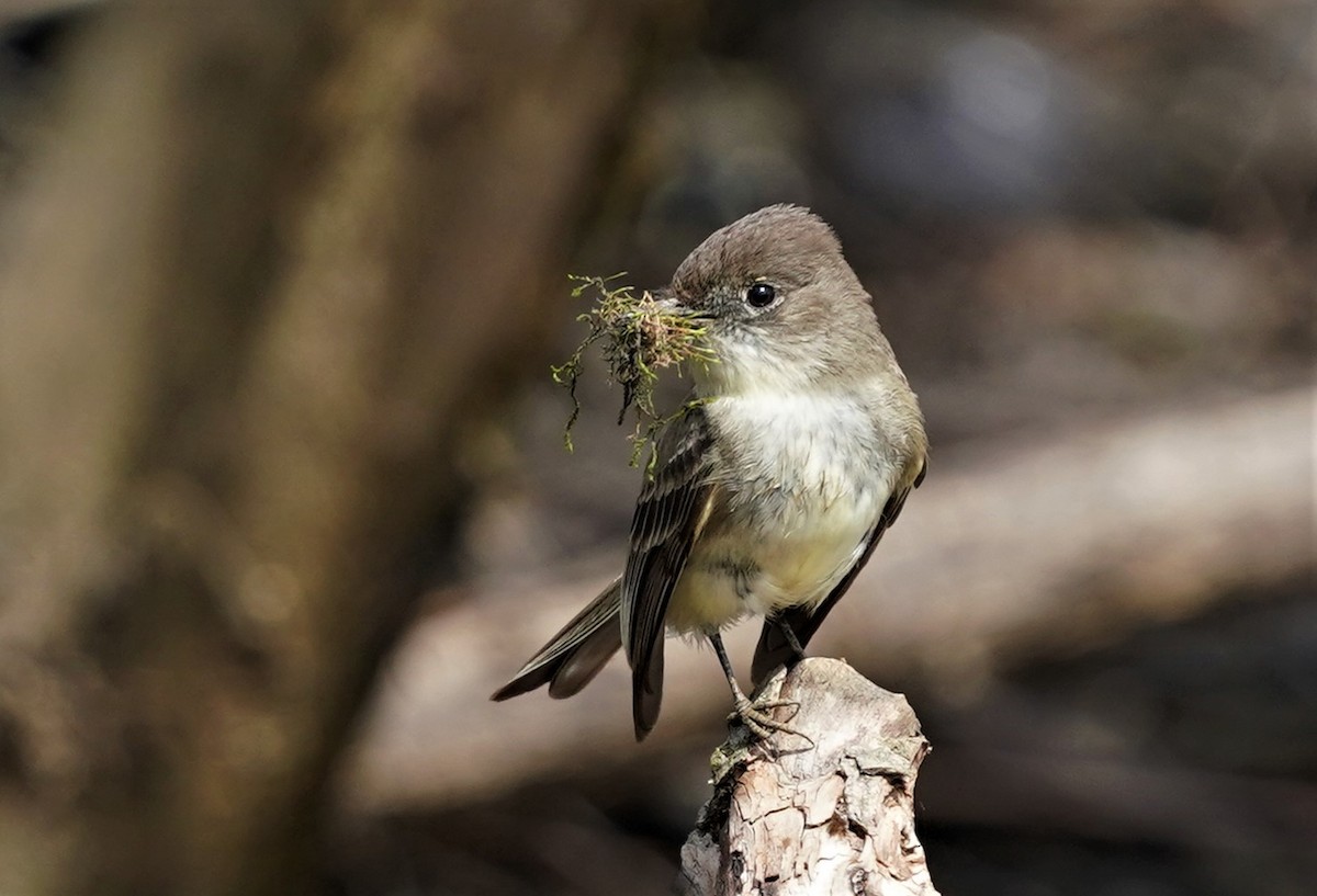 Eastern Phoebe - Sunil Thirkannad