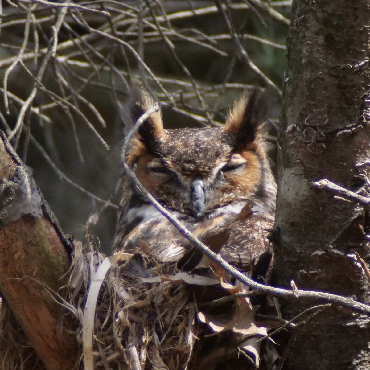 Great Horned Owl - Mike Grant
