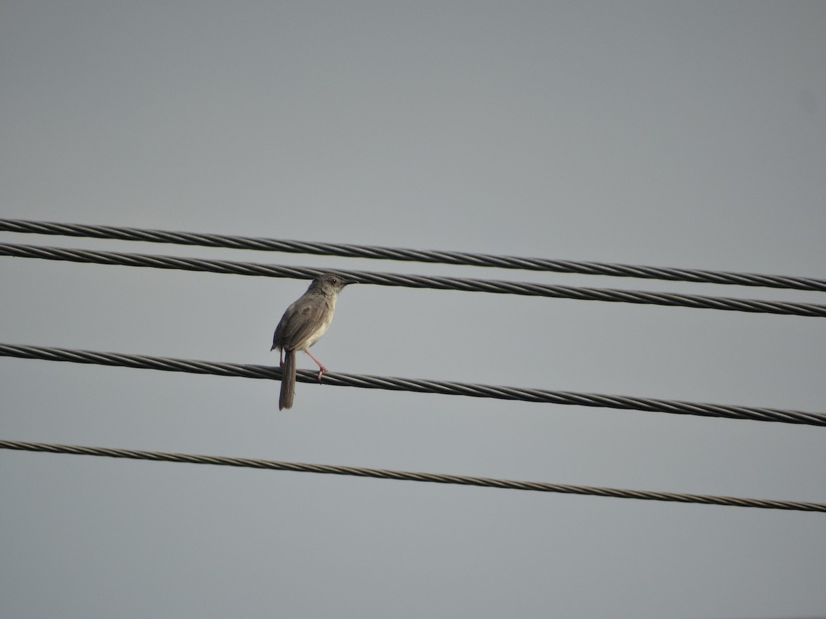 Jungle Prinia - ML21944191