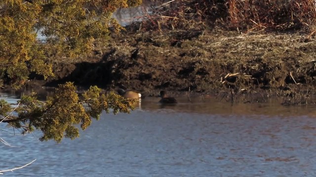 Lesser Scaup - ML219442841