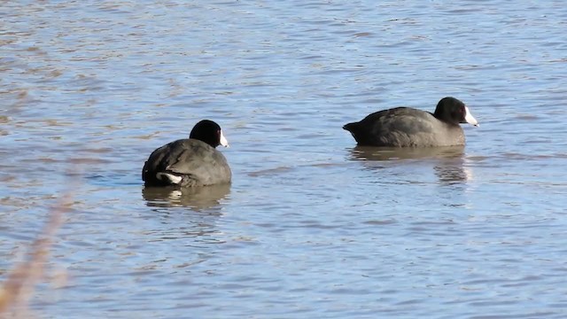 American Coot - ML219442931