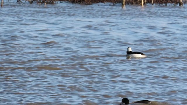 Bufflehead - ML219442951