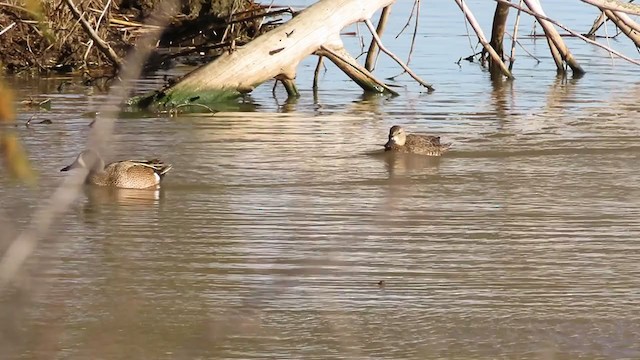 Blue-winged Teal - ML219443031