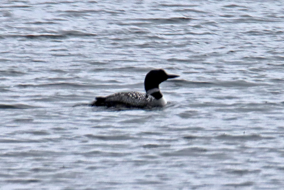 Common Loon - Ronald Harrower