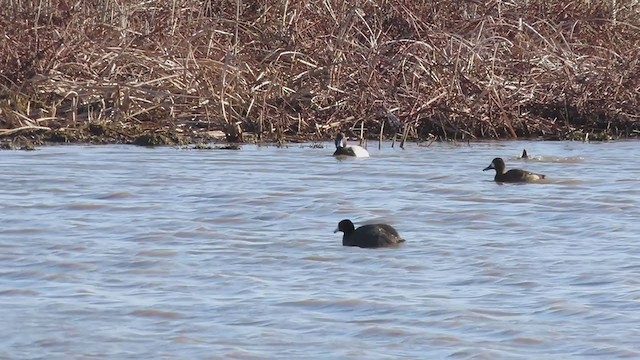 Lesser Scaup - ML219443941