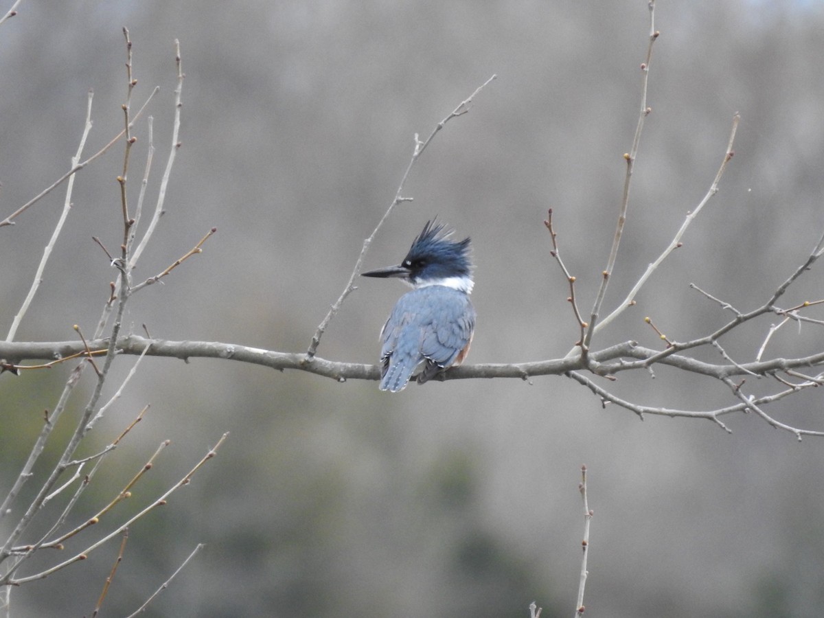 Belted Kingfisher - ML219443951