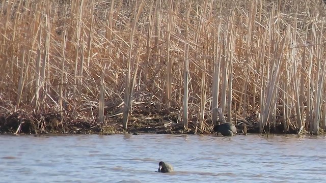 American Coot - ML219444311