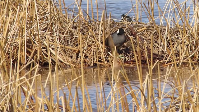 American Coot - ML219445381