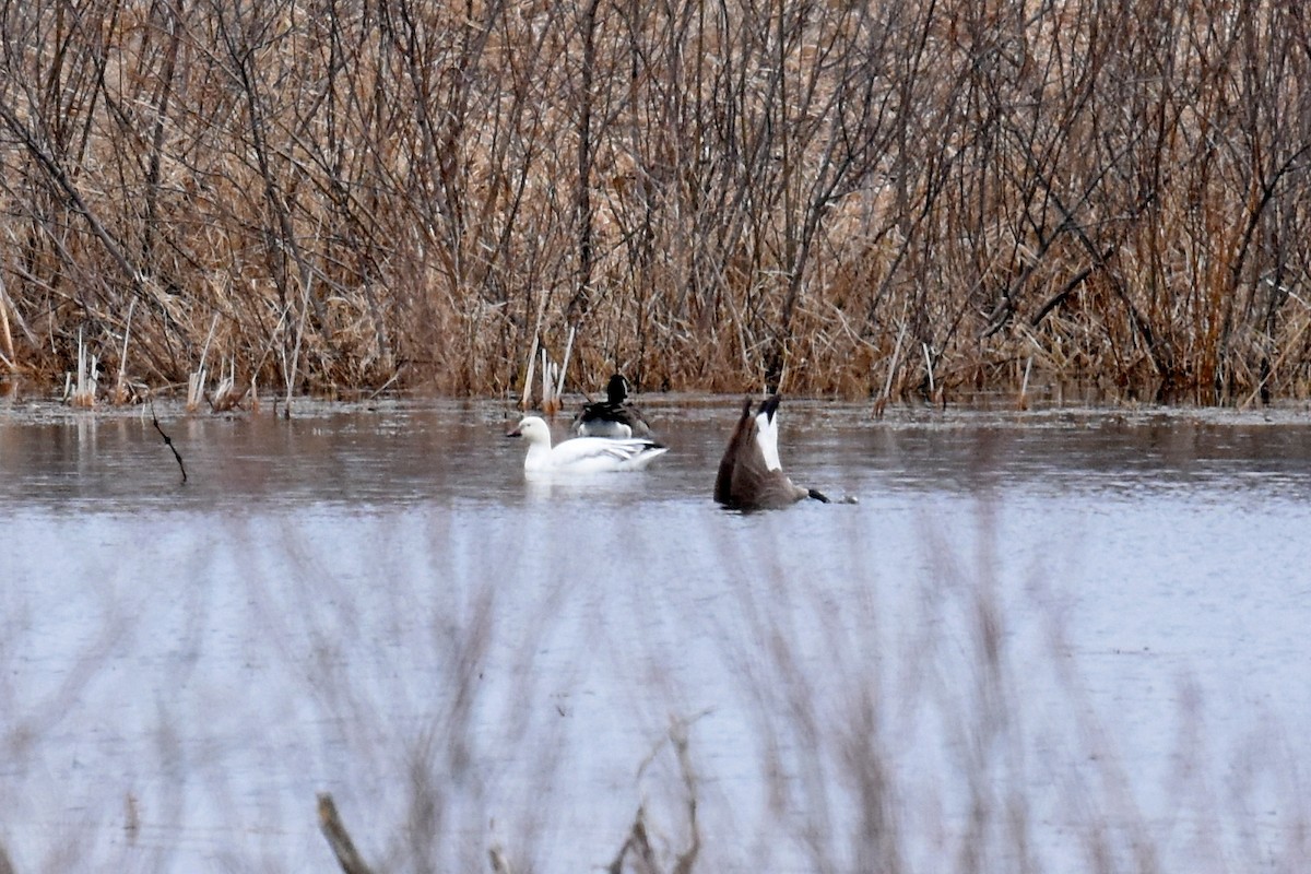 Snow Goose - ML219445431