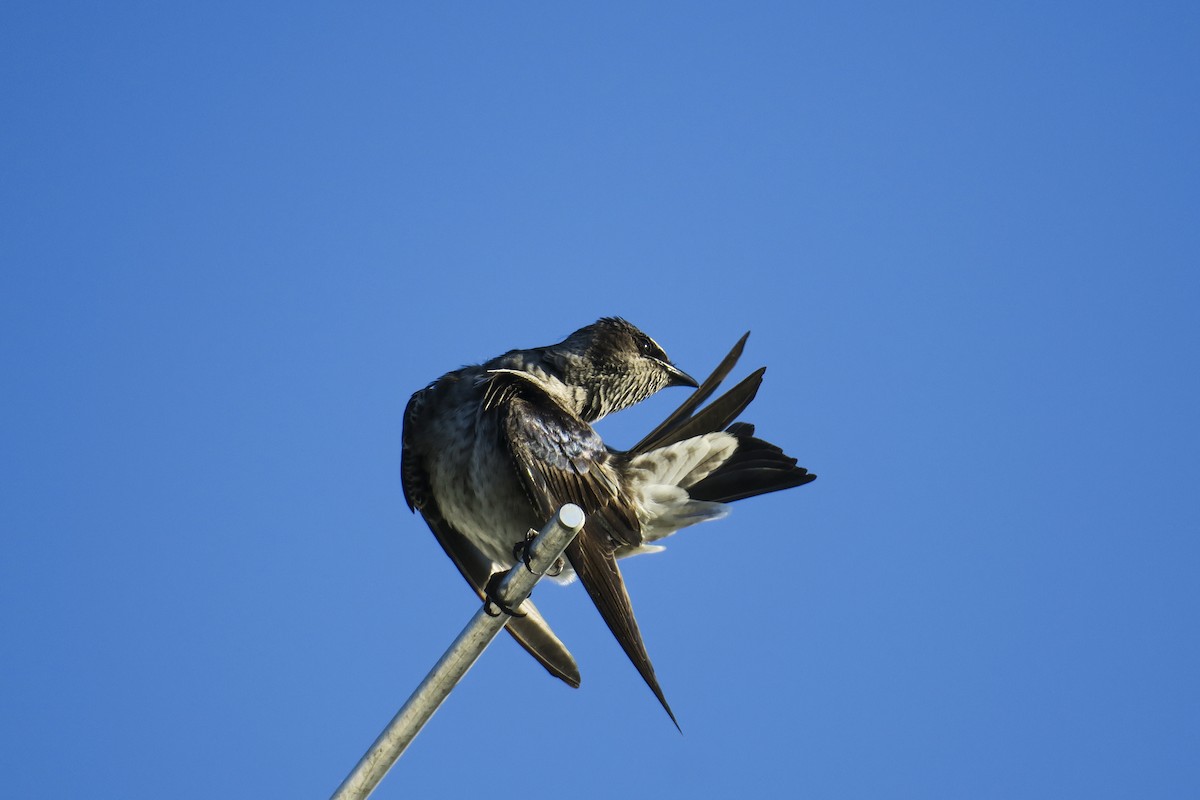 Purple Martin - Jefferson Shank