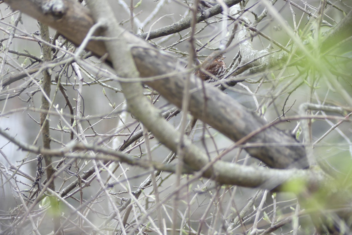 Fox Sparrow - ML219447461