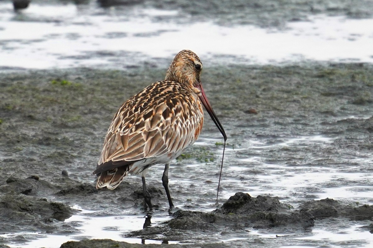 Bar-tailed Godwit - JingZu Tu