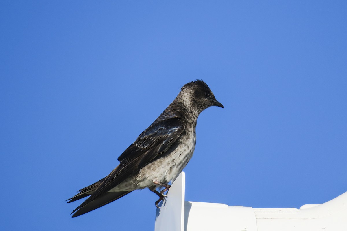 Purple Martin - Jefferson Shank