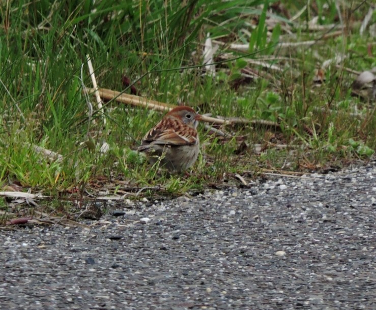 Field Sparrow - Donna Ortuso