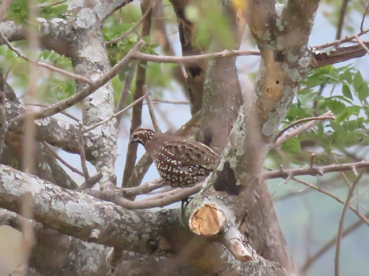 Crested Bobwhite - Paul Stufkens