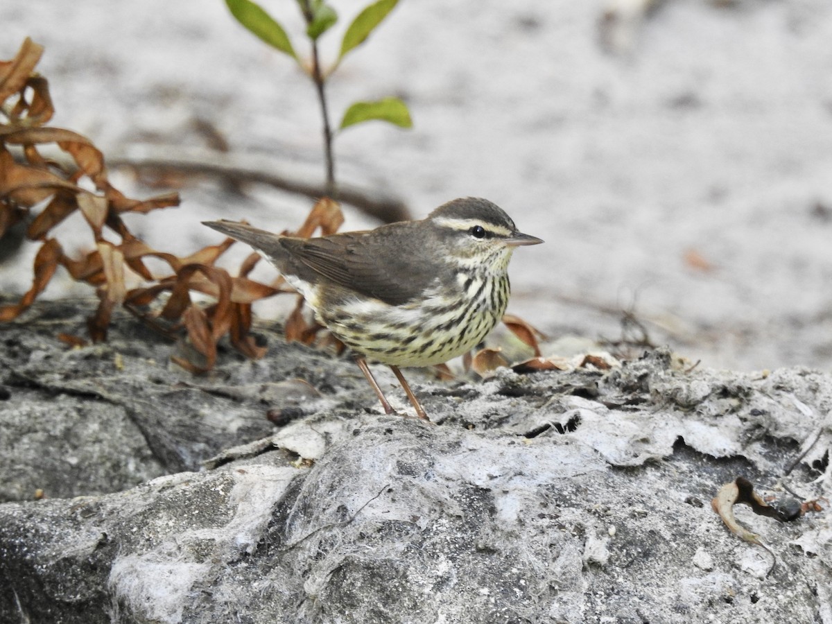 Northern Waterthrush - ML219449781