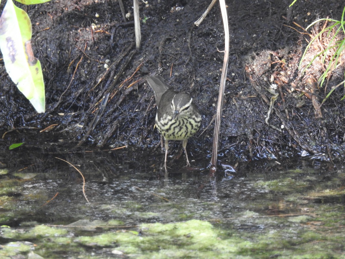 Northern Waterthrush - ML219450691