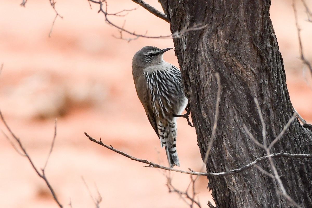 White-browed Treecreeper - ML219450761