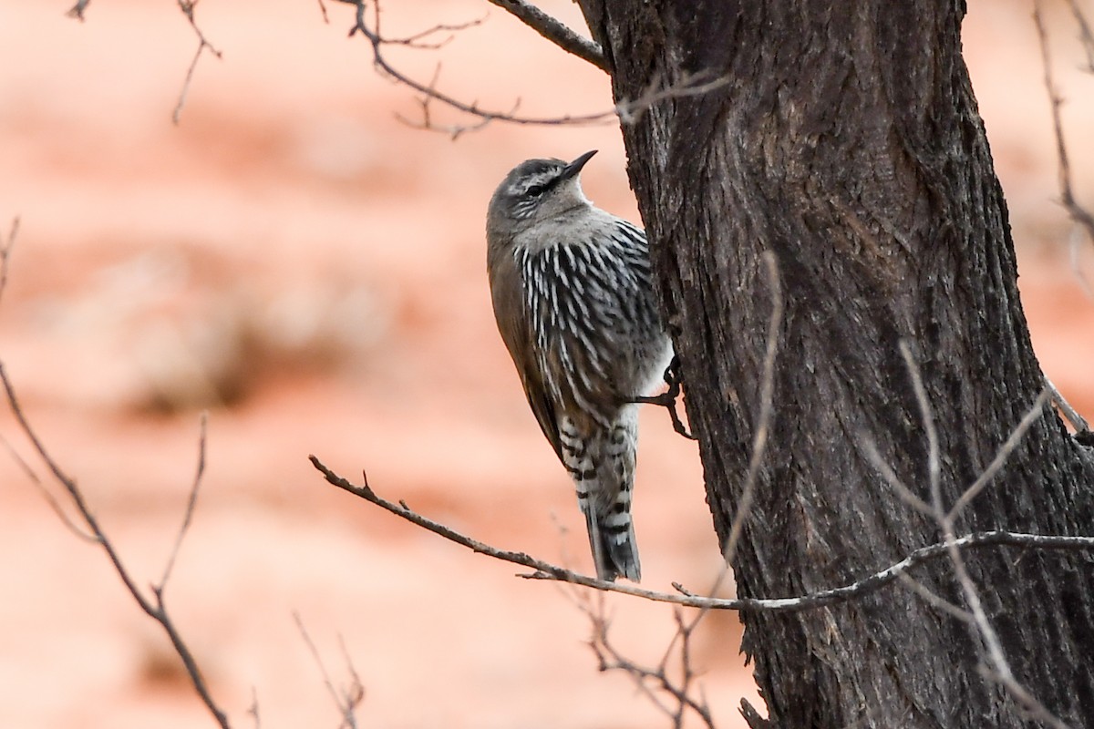 White-browed Treecreeper - ML219450861