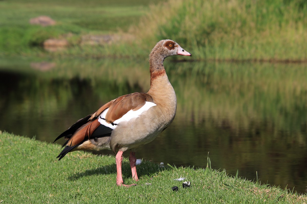Egyptian Goose - Louis and Christine Warren