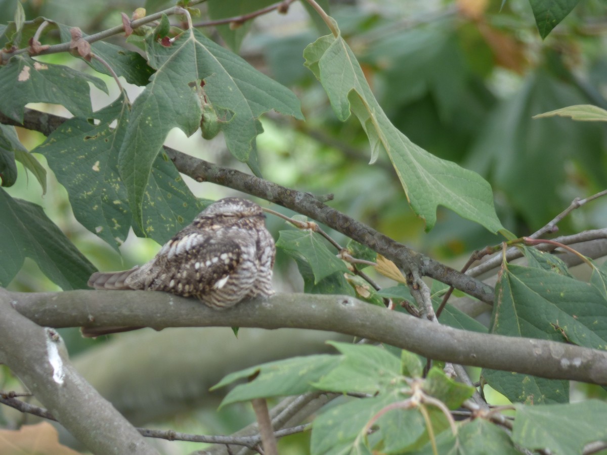 Lesser Nighthawk - ML219451611