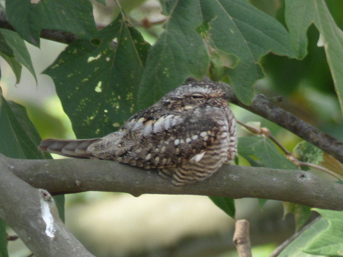 Lesser Nighthawk - Oscar Marín