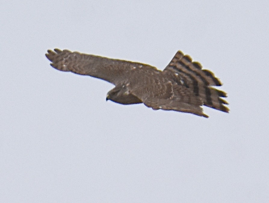 Sharp-shinned Hawk - ML219453841