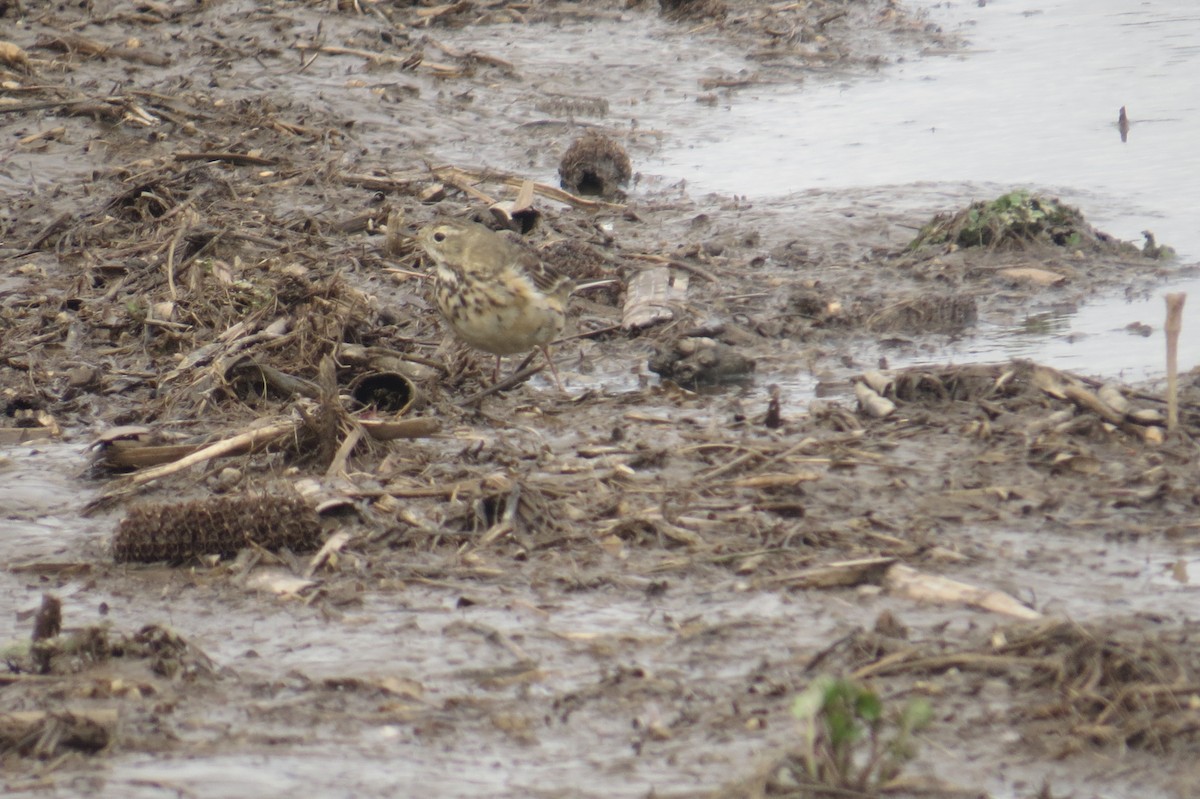 American Pipit - ML219454251