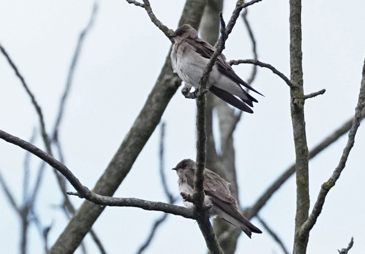 Northern Rough-winged Swallow - ML219457351