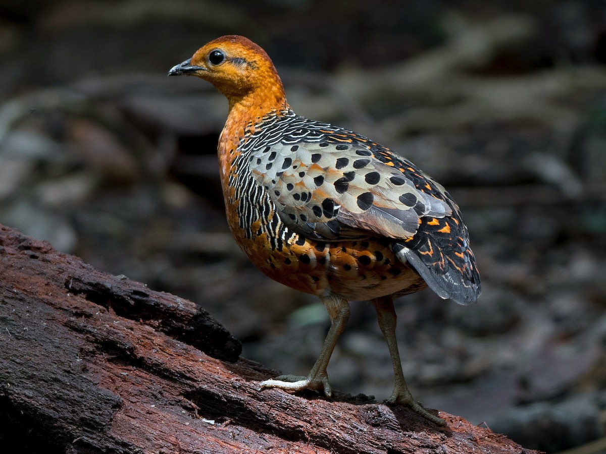 Photos - Ferruginous Partridge - Caloperdix oculeus - Birds of the World