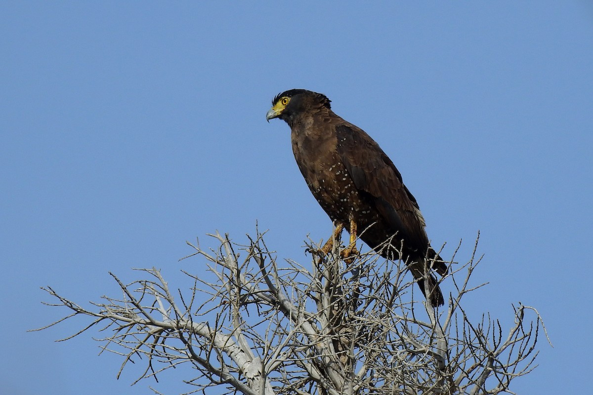 Crested Serpent-Eagle - ML219457741