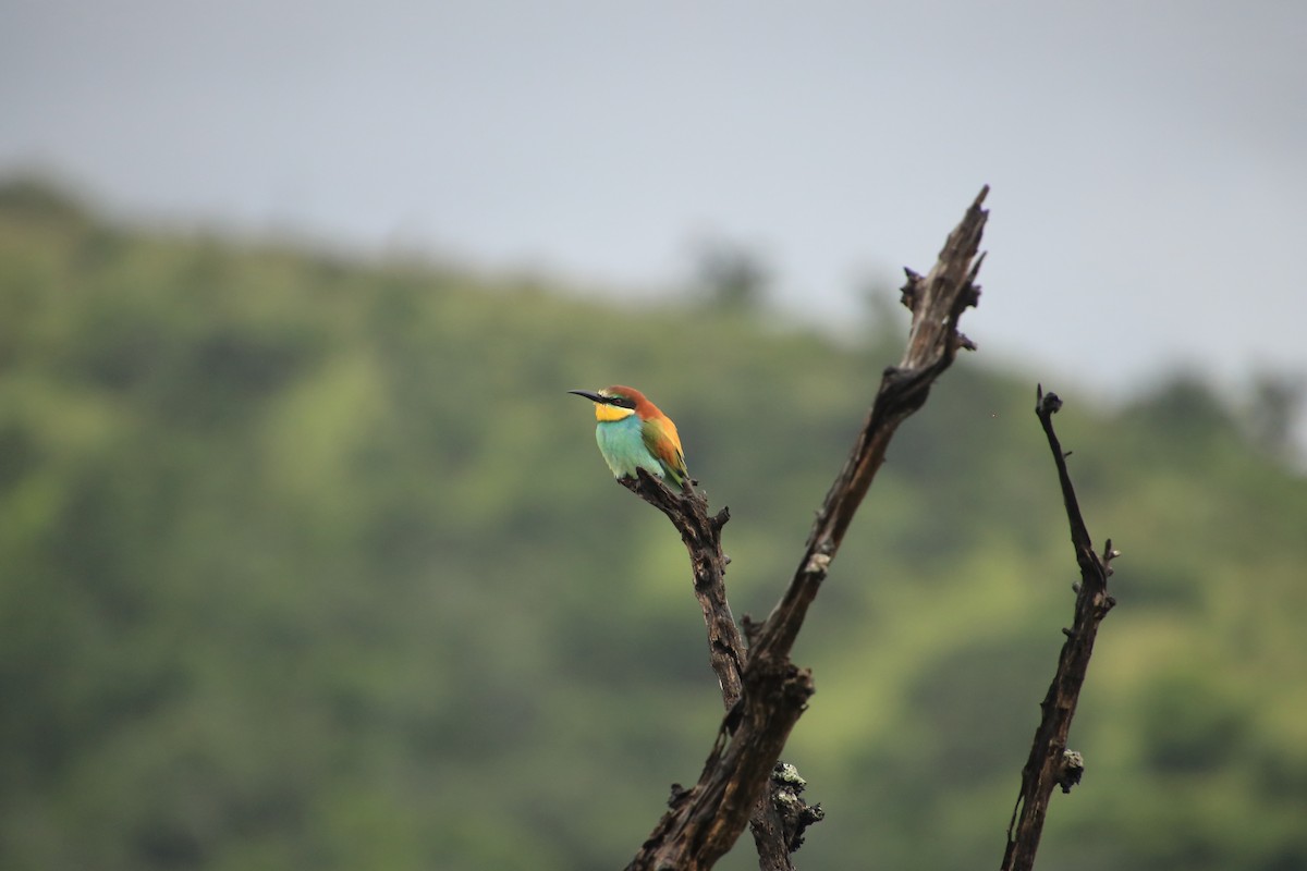 European Bee-eater - ML219457941