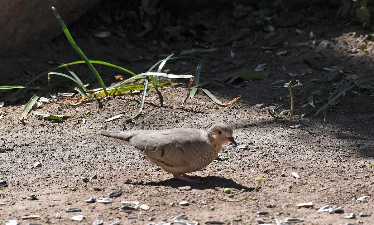 Common Ground Dove - Sharon Lynn