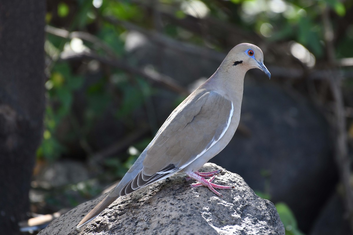 White-winged Dove - ML219459461