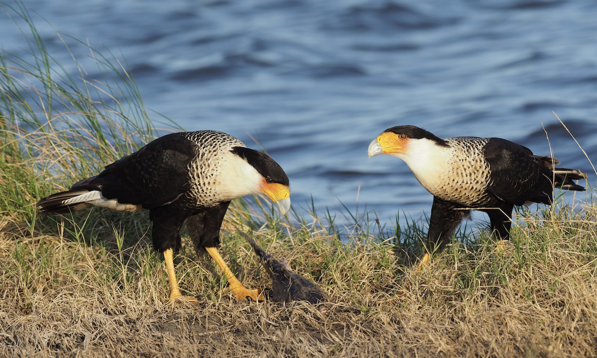 Crested Caracara (Northern) - ML219460021