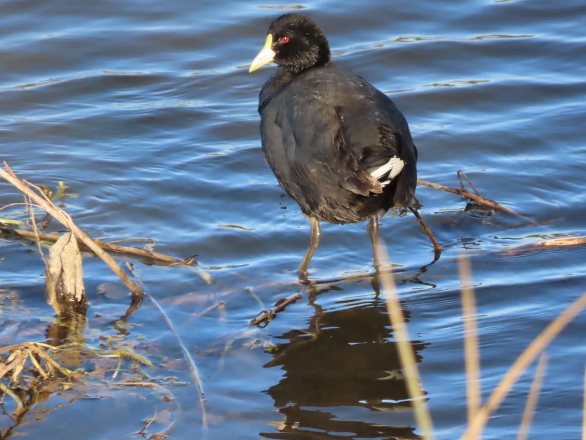 White-winged Coot - ML219460251