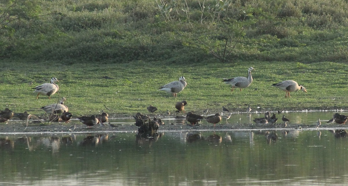 Bar-headed Goose - Shanmugam Kalidass