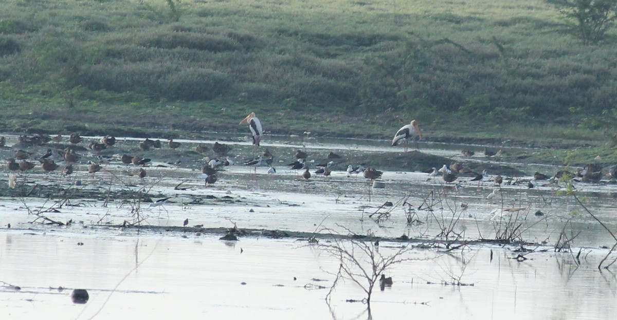 Painted Stork - ML21946551