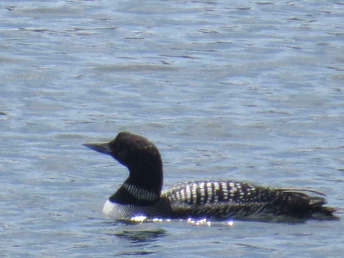 Common Loon - ML219466431
