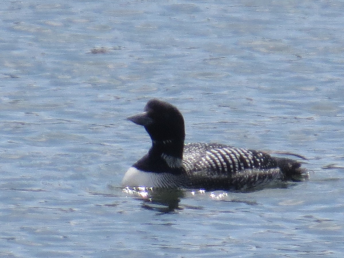 Common Loon - ML219466631
