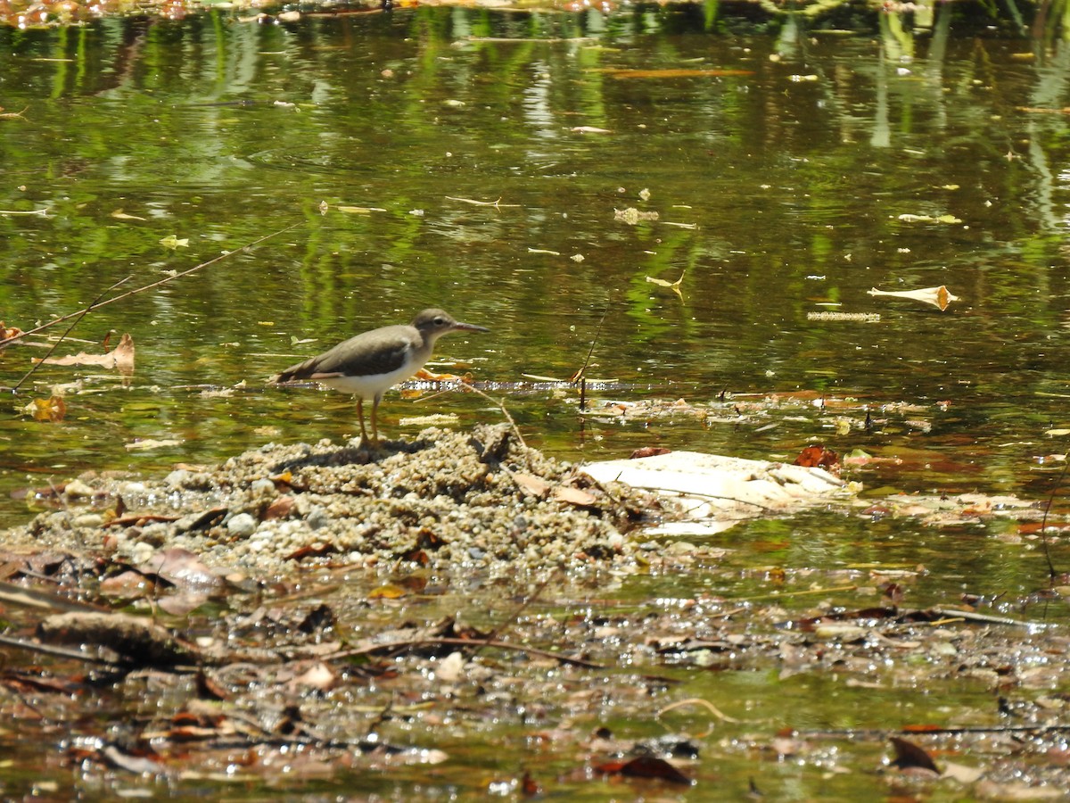 Spotted Sandpiper - Gabriel Cordón